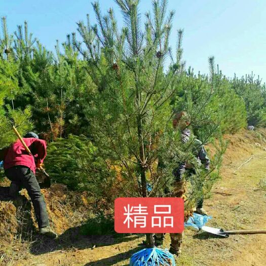 新绛县大田油松 精品油松，树形优美，基地大量供应