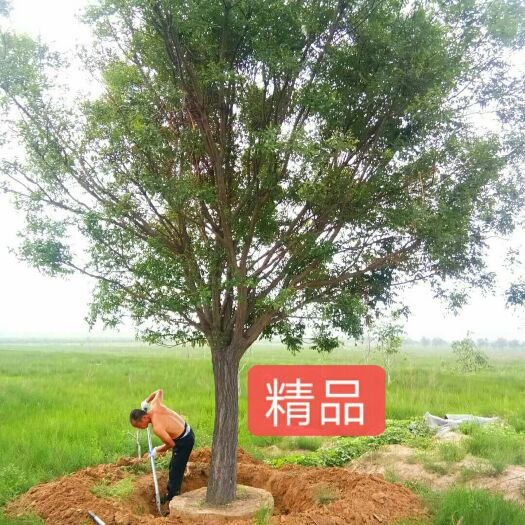  精品行道国槐，15到30的树形优美，价钱合理