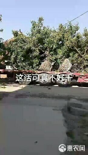 大金星山楂树苗 各种规格山楂树，8到15公分，精品树形，树形优美