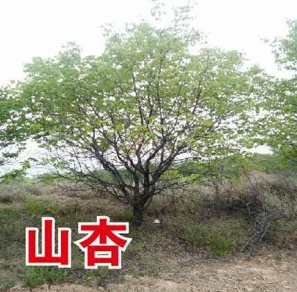 芮城县山杏苗  精品山杏，8到18公分，树形优美，质量保障