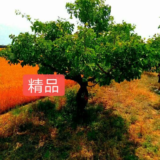 大金星山楂树苗 各种规格山楂树，8到15公分，精品树形，树形优美