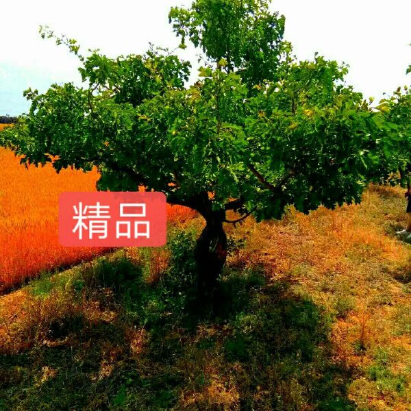 大金星山楂树苗 各种规格山楂树，8到15公分，精品树形，树形优美