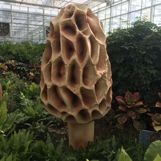 聊城羊肚菌菌种厂家常年供应
