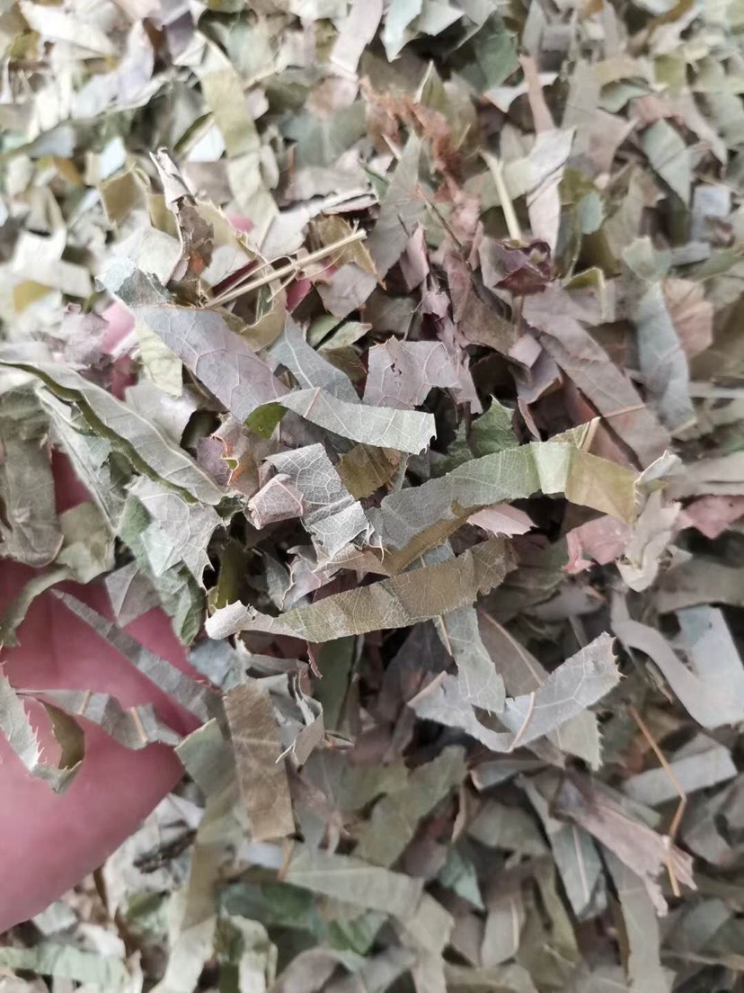 长期供应｛箭叶淫羊藿｝可批量可零售量大从优【包邮】