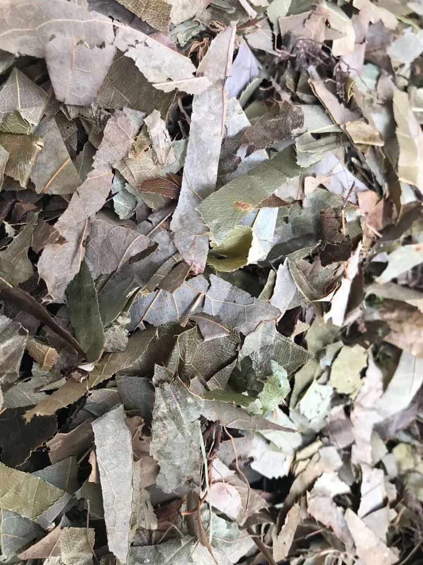 长期供应｛箭叶淫羊藿｝可批量可零售量大从优【包邮】