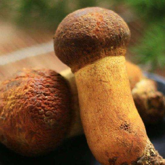 禄丰市草菇 鲜货黄赖头