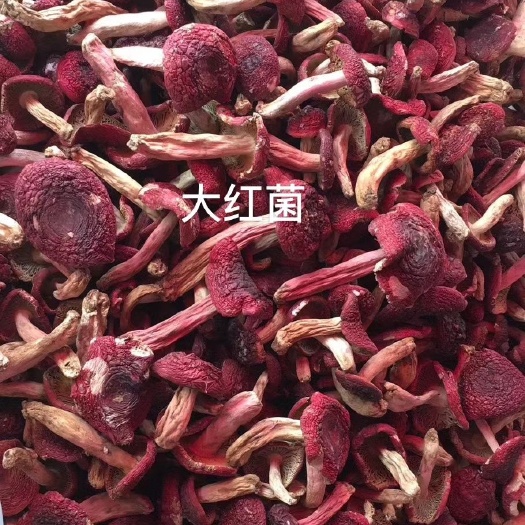 云南特产，2022年野生大红菌，统货，有标菇，小姑，开菇