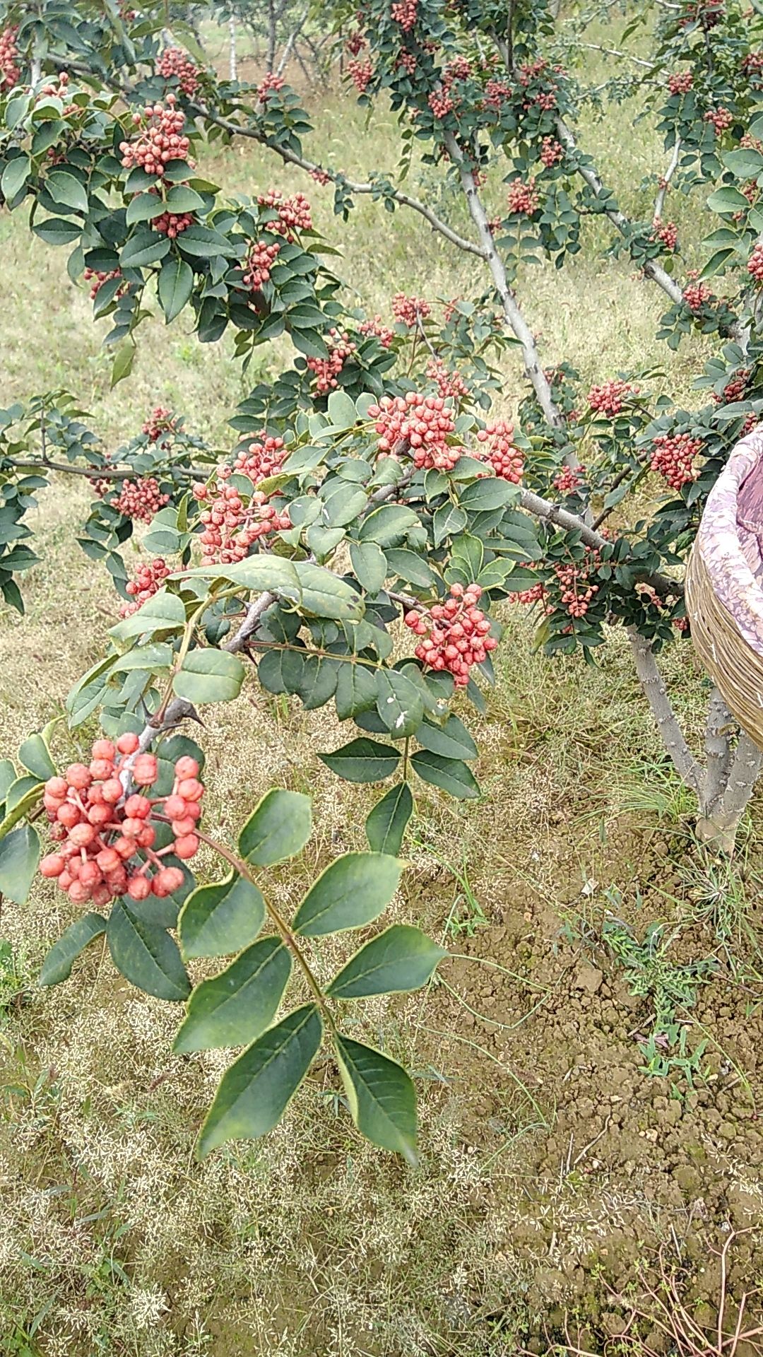 富平花椒已进入采摘期.刚刚开始采摘,有需要的请联系