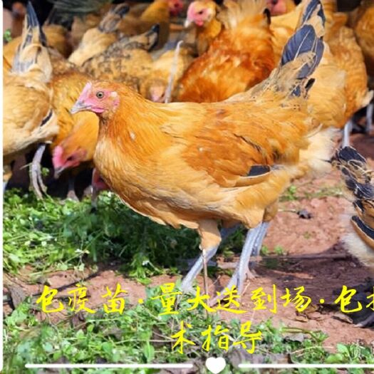 衡阳 青脚土鸡苗批发，包运输，包打疫苗，包技术支持