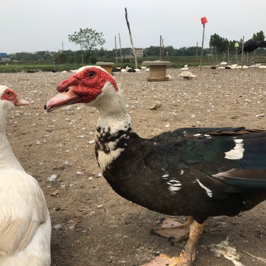 南宁 大种番鸭苗，包打疫苗，包运输，成年可长12斤
