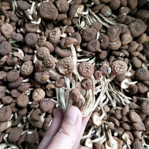 和平县广昌5号茶树菇     茶树菇，煲汤靚品，