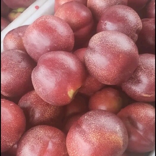 瓦房店市中油油桃  大连油桃油4