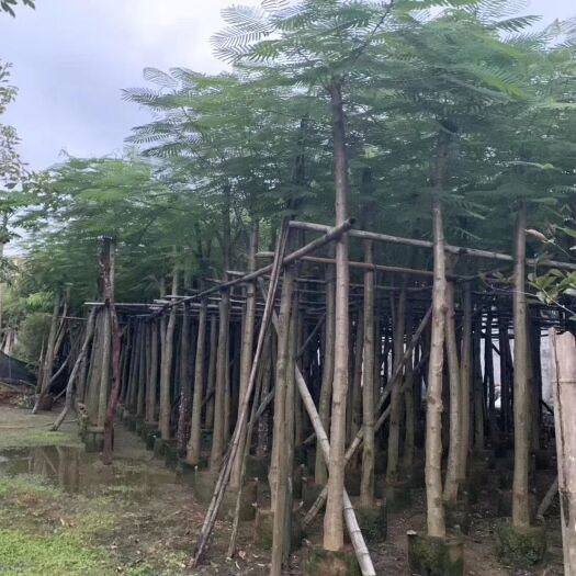 揭阳 移植凤凰木、基地直销量大价优、品质保证
