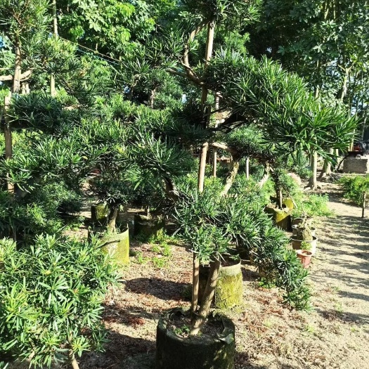 揭阳罗汉松盆景 罗汉松、造型罗汉松、盆景罗汉松，品种多样