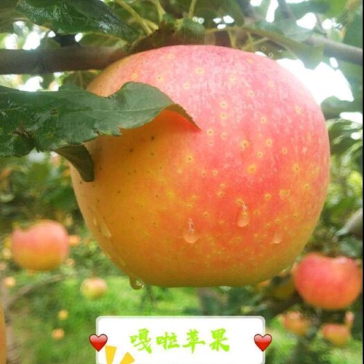 临猗县嘎啦苹果 65mm以上 片红 光果