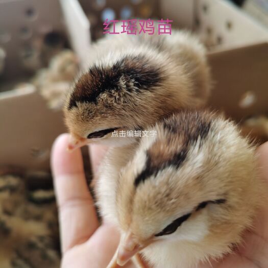 南宁瑶鸡苗 统货