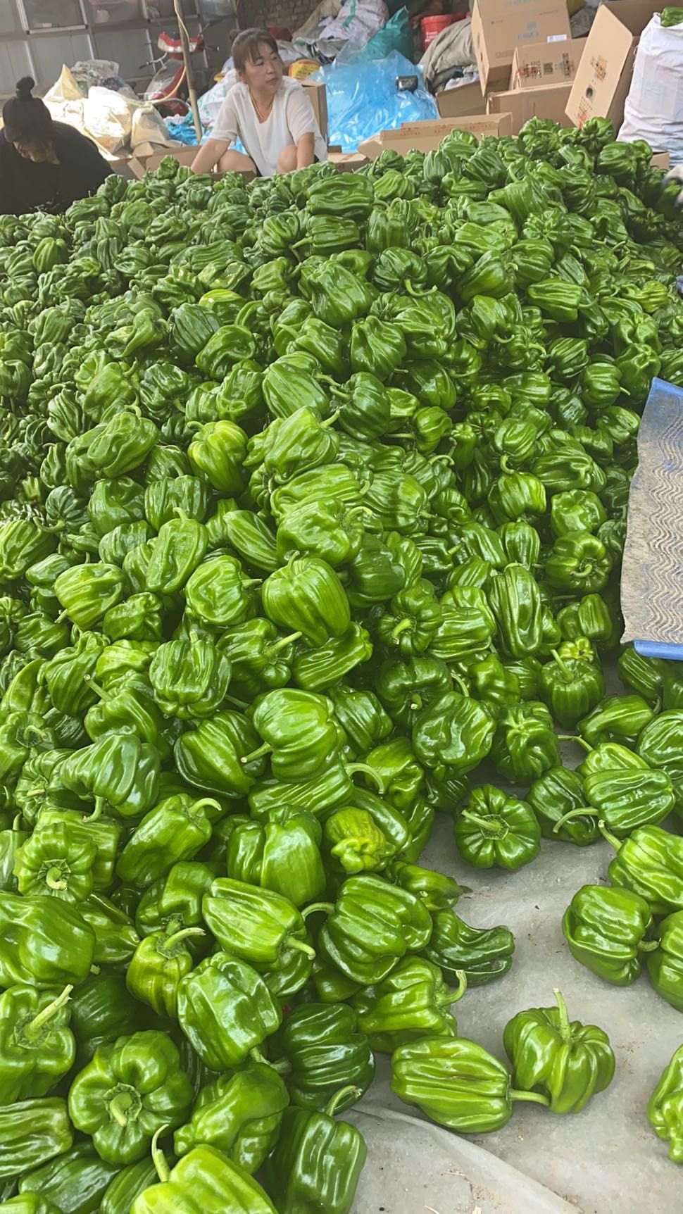 东北精品麻辣椒大量上市