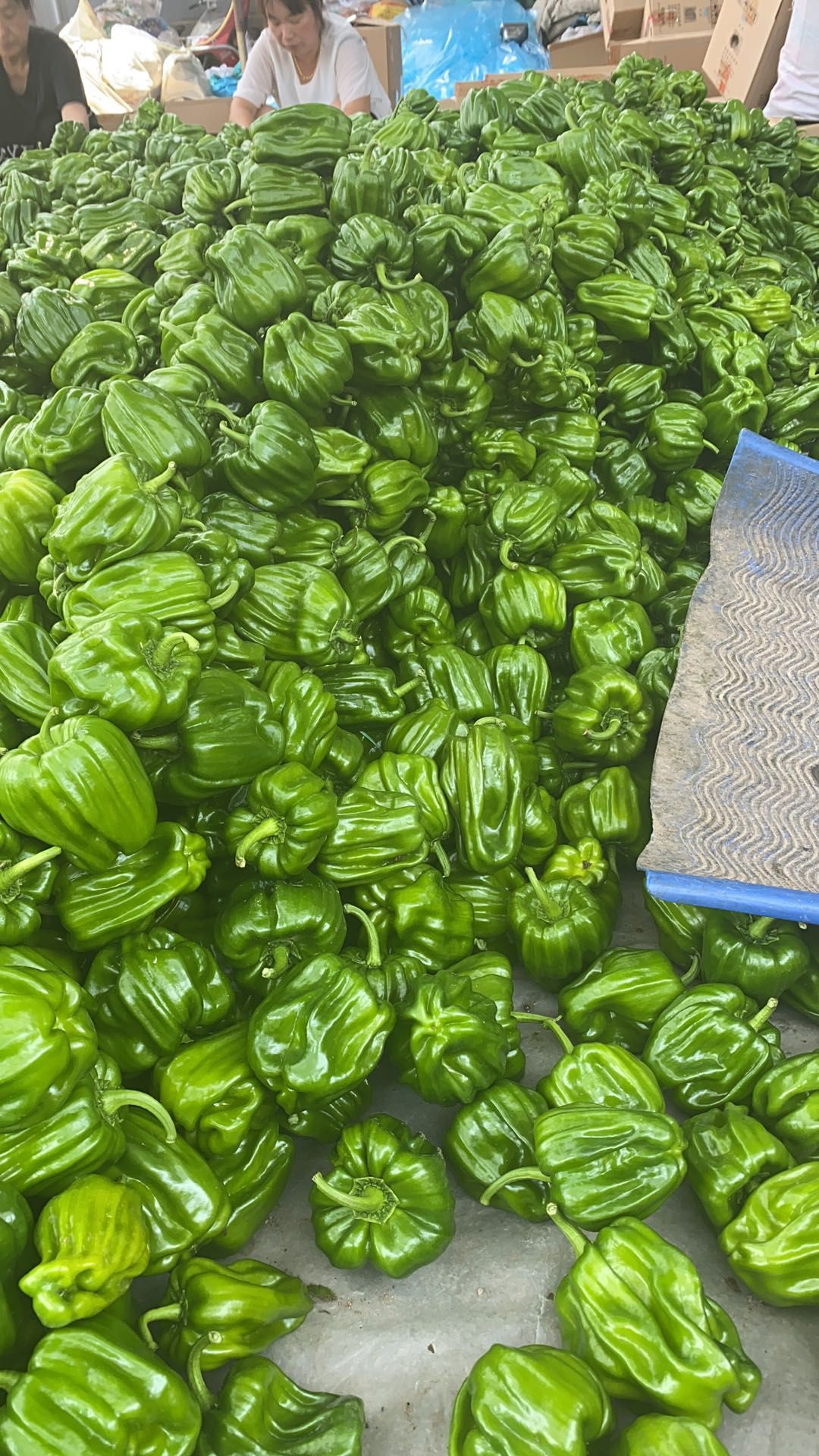 东北精品麻辣椒大量上市