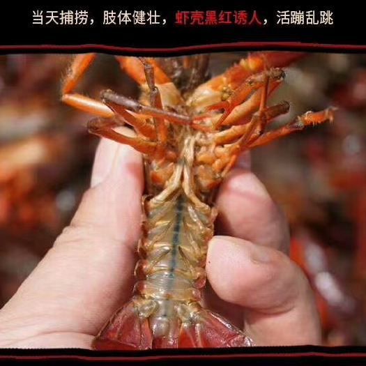 潜江市大龙虾 青水虾