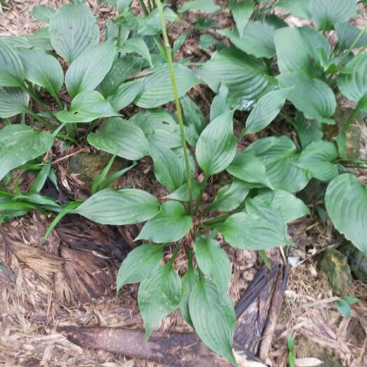 兴文县 具有观赏性和药用性为一身的绿色植物玉簪花