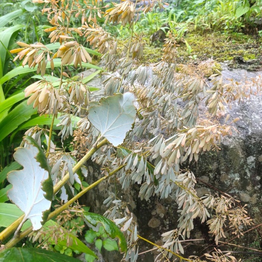 秀山 博落回出售
