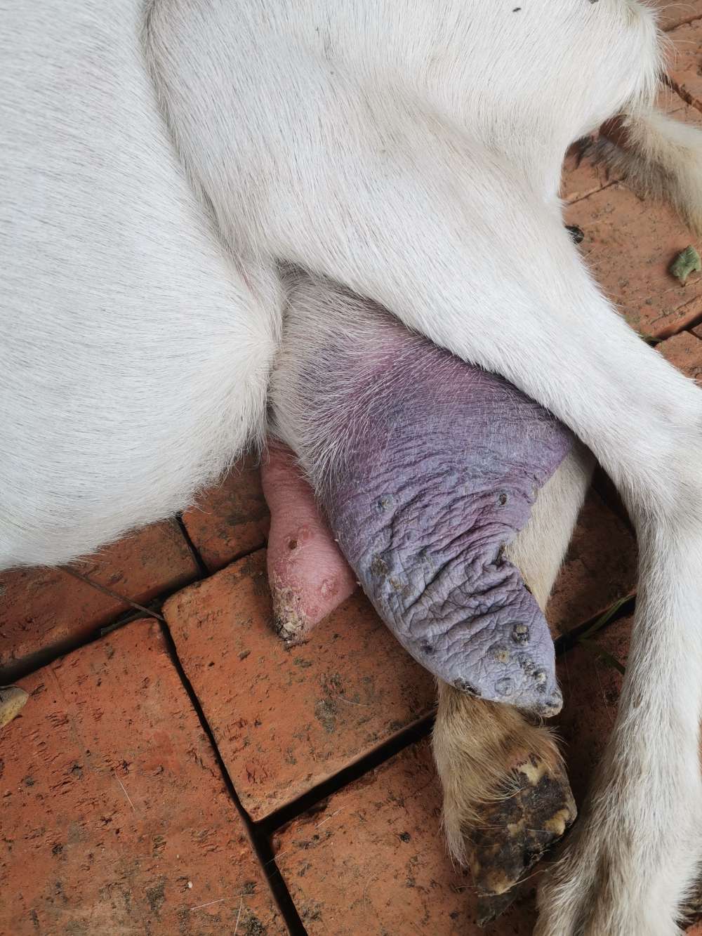 母羊水门发紫图片图片