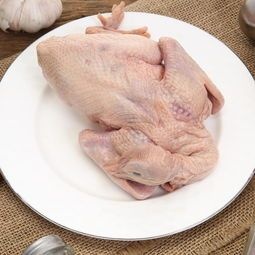 邯郸 乳鸽