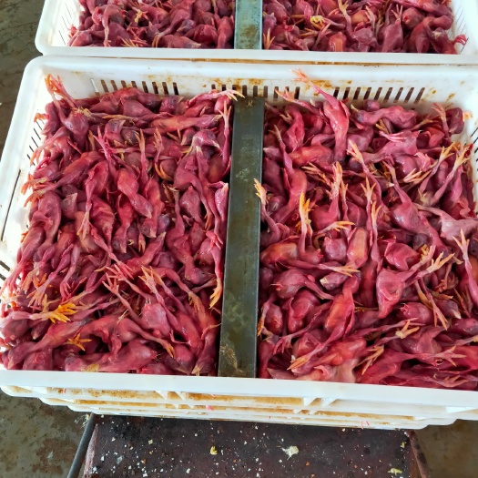 丰都禽畜用饲料 厂家直销