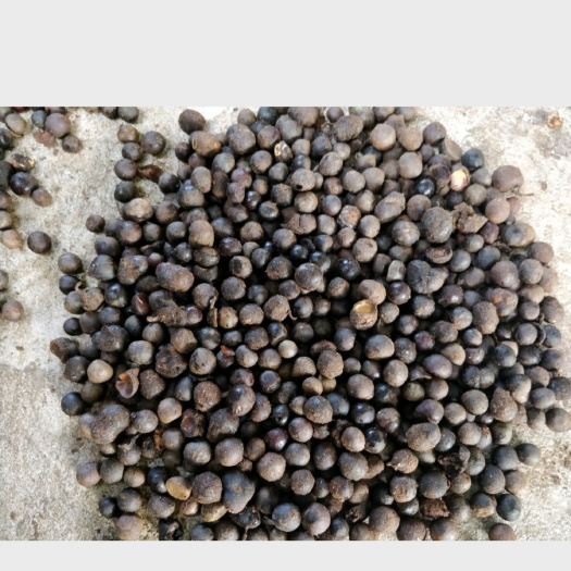 茶叶籽  福建福鼎白茶种子茶叶茶籽 茶果落地果大量供应，种植发芽