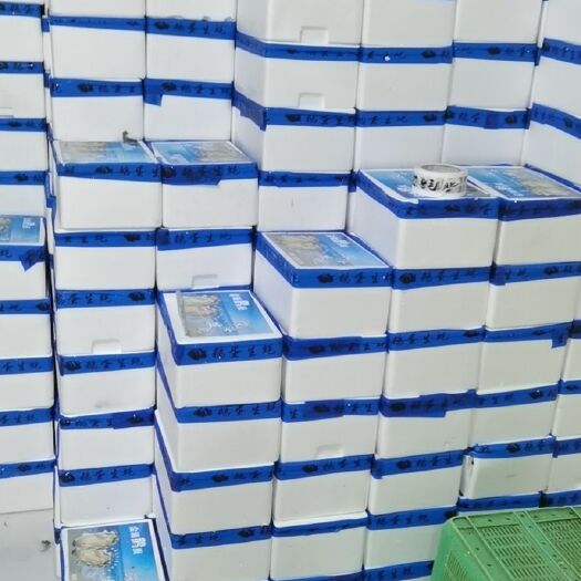 杭州乳山牡蛎 鹅蛋生蚝一箱28个左右3.5斤