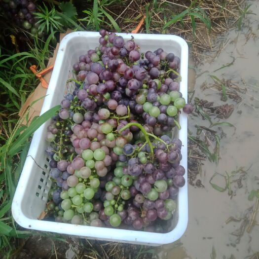 南阳 汉冢夏黑巨峰葡萄物美价廉
