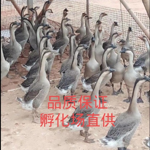 昆明云南纯种大种灰鹅苗【皇冠卖家】品质保证，包打疫苗，品种优良