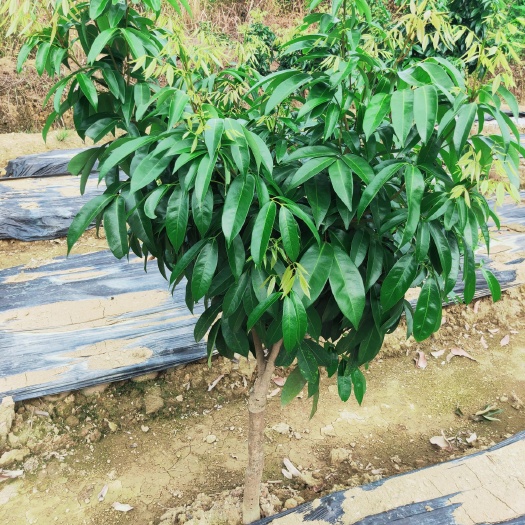 灵山县无核荔枝苗 基地直共应各种各样果树苗，自己种上几棵挂果了，吃新鲜的它不香
