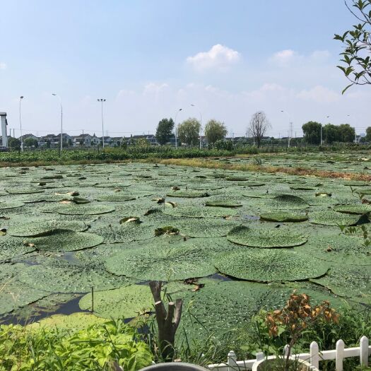 苏州鸡头米芡实苏州澄湖一件代发，代加工水冰真空包装