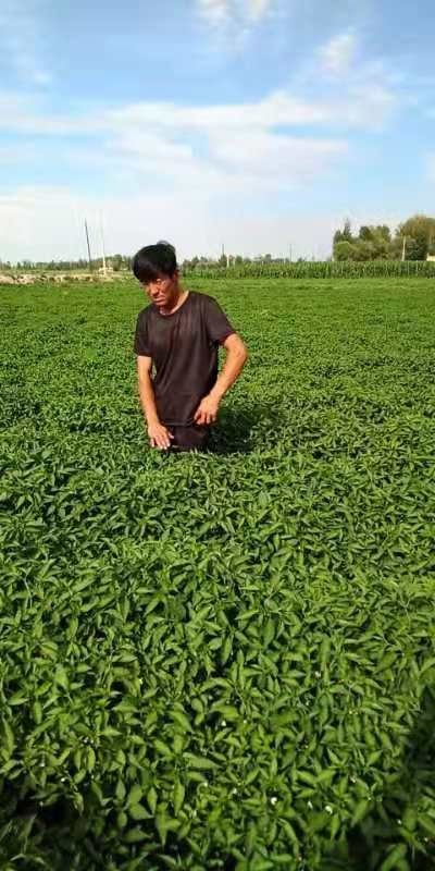 巴彦淖尔小米椒 特辣