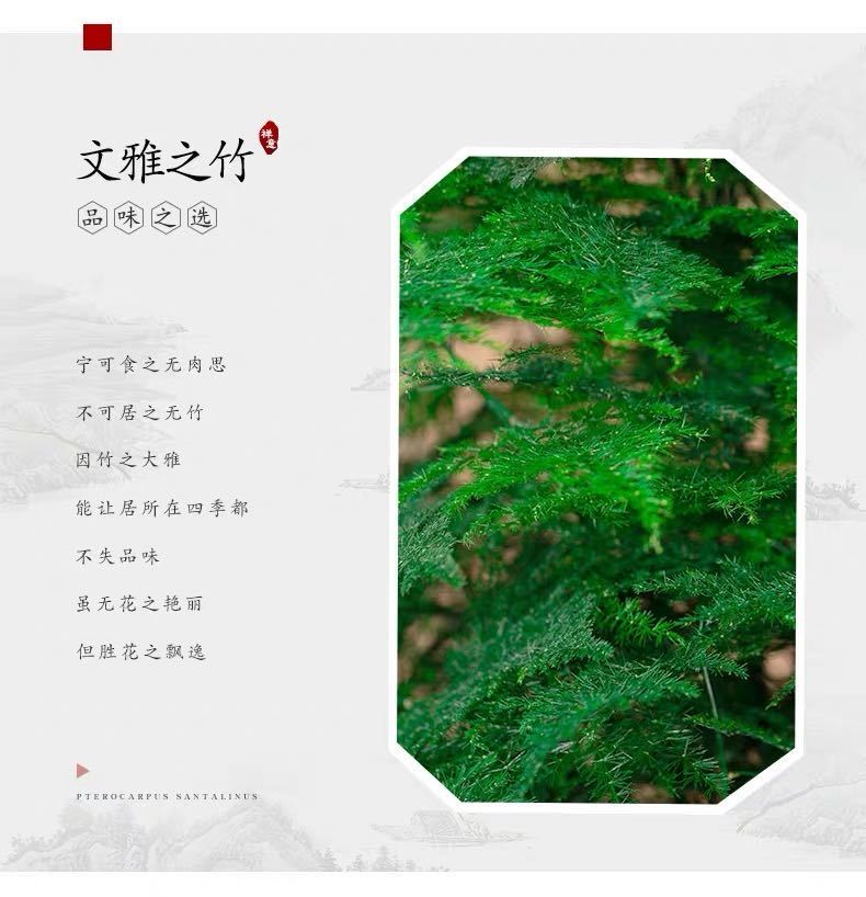  文竹  茶香雅致 根系发达有分枝 基地直销   现挖现卖