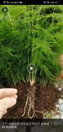  文竹  茶香雅致 根系发达有分枝 基地直销   现挖现卖