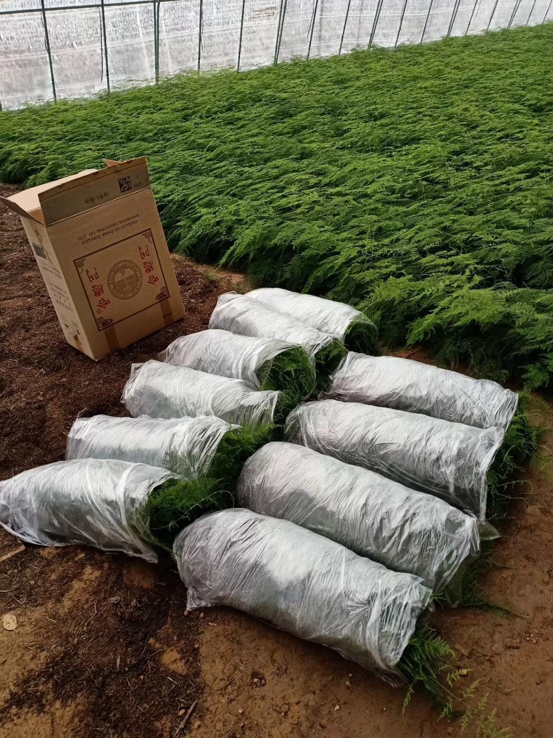  文竹  茶香雅致 根系发达有分枝 基地直销   现挖现卖