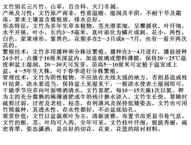  文竹  茶香雅致 根系发达有分枝 基地直销   现挖现卖