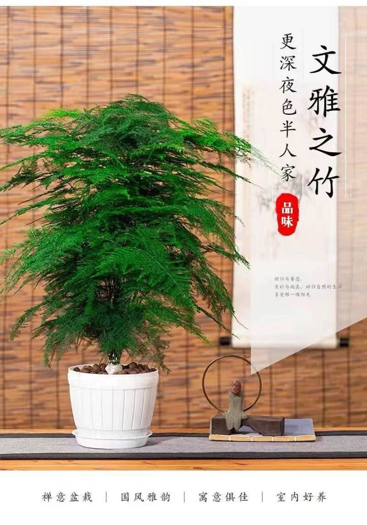 文竹  茶香雅致 根系发达有分枝 基地直销   现挖现卖