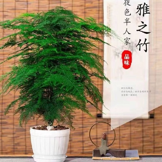 平邑县 文竹  茶香雅致 根系发达有分枝 基地直销   现挖现卖