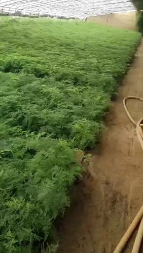  文竹  茶香雅致 根系发达有分枝 基地直销   现挖现卖