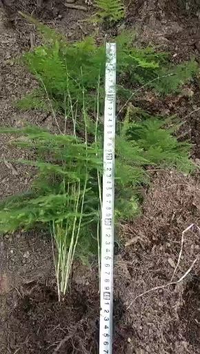  文竹  茶香雅致 根系发达有分枝 基地直销   现挖现卖