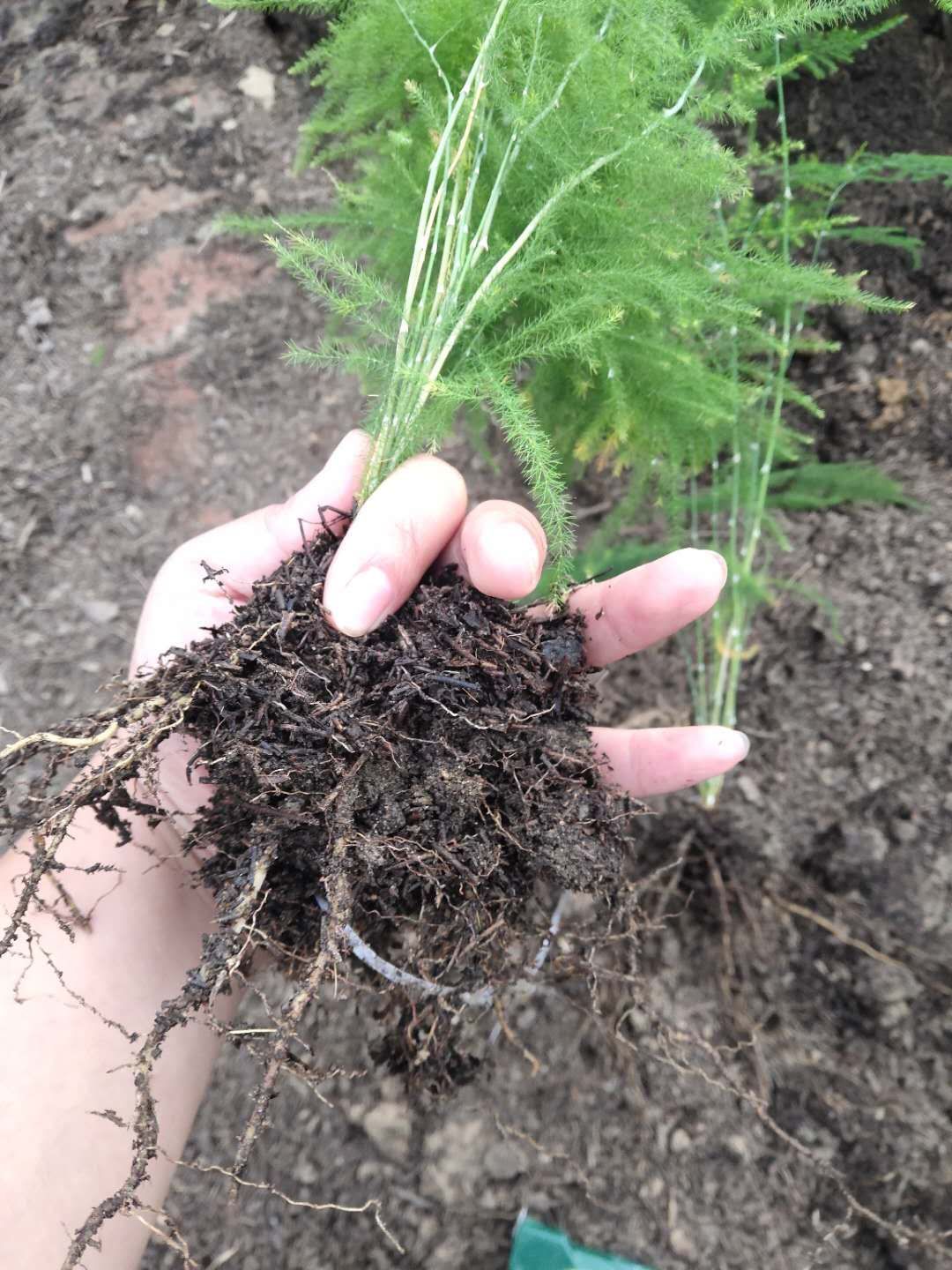  文竹  茶香雅致 根系发达有分枝 基地直销   现挖现卖