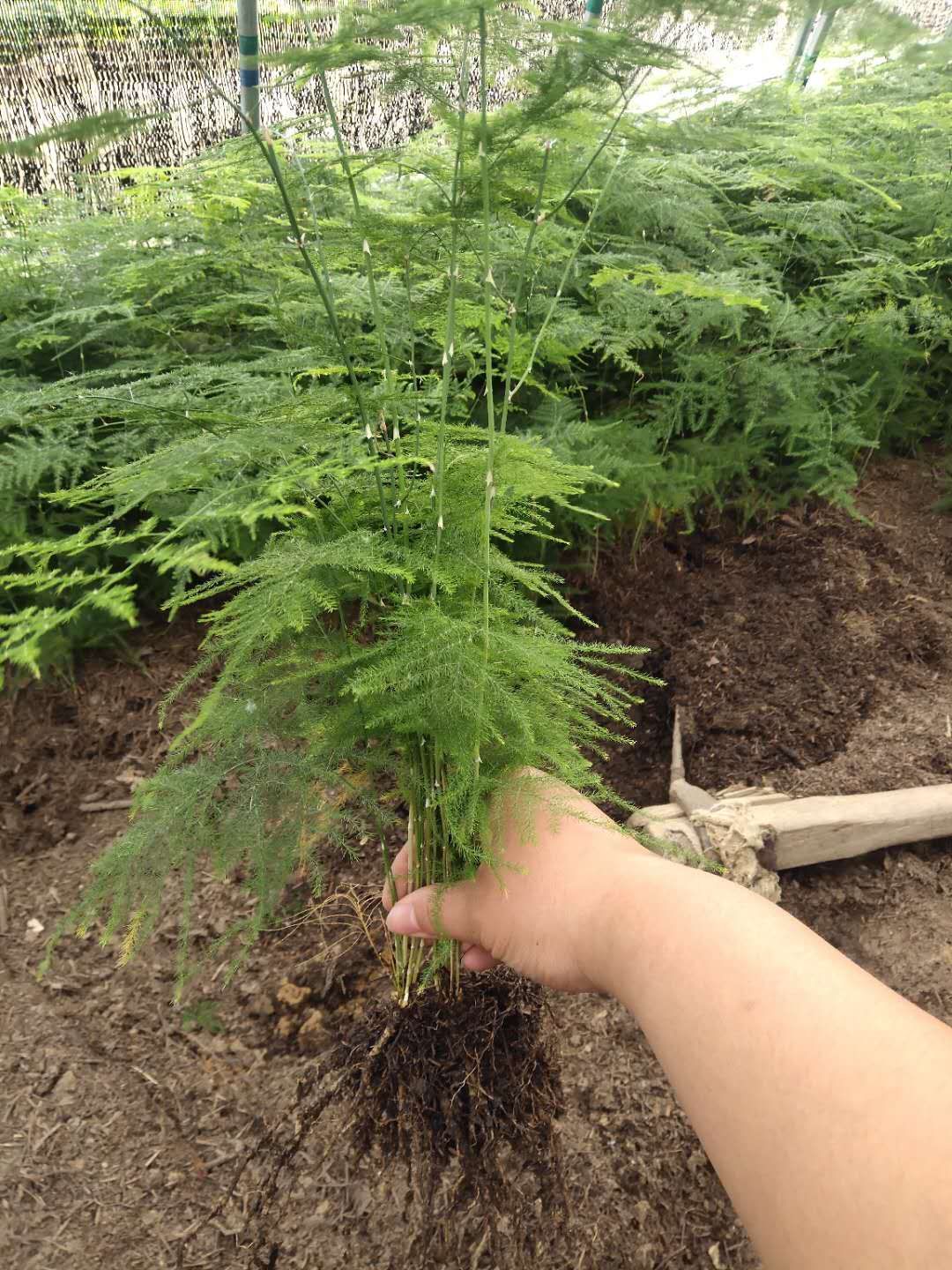  文竹  茶香雅致 根系发达有分枝 基地直销   现挖现卖
