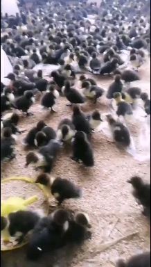 沭阳县麻鸭苗 需要的老板联系