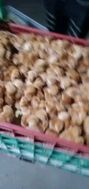 沭阳县k9肉鸡苗882 本公司长年出售各种家禽苗需要的老板联系详谈