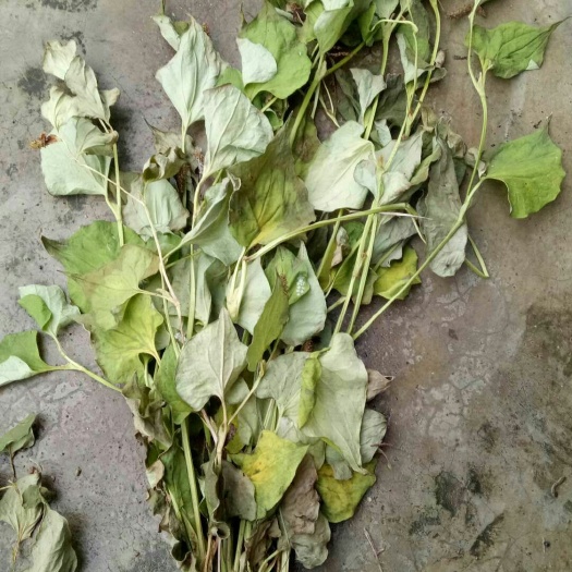宁强县野生鱼腥草  鱼腥草90％干度量大价格从优
