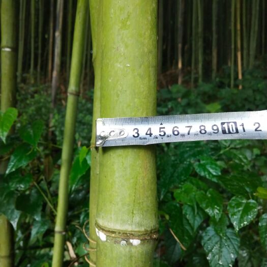 都匀市菜架竹 6.7.8.9米长竹大量供应，有需要的老板欢迎随时订购！