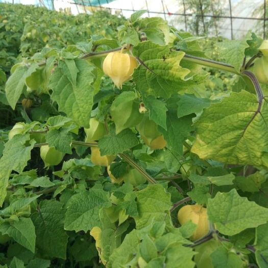 甘南县姑娘果  精品菇娘果东北新品超好吃水果菇娘东北甜菇娘灯笼果